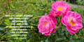 Eine Blume mit pinke Blüten und Wiese mit Zitat von Samuel Johnson: Den goldenen Momen der Möglichkeit auszubauen und das Gute in unserer Reichweite einzufangen. Das ist wahre Lebenskunst.