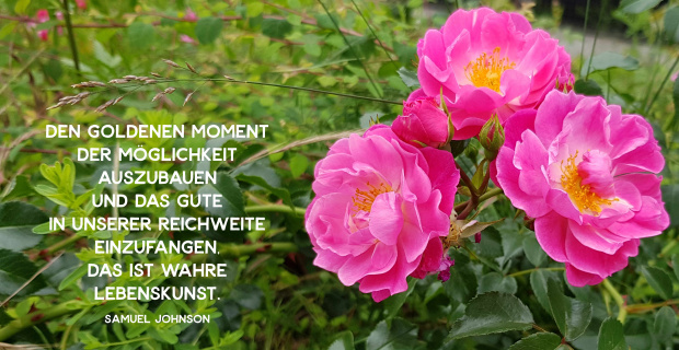 Eine Blume mit pinke Blüten und Wiese mit Zitat von Samuel Johnson: Den goldenen Momen der Möglichkeit auszubauen und das Gute in unserer Reichweite einzufangen. Das ist wahre Lebenskunst.