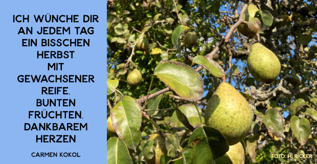 Bild von Birnen und ein Segensspruch: Ich wünsche dir an jedem Tag ein bisschen Herbst mit gewachsenert Reife, bunten Früchten, dankbarem Herzen. Carmen Kokol